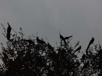 Grackles near the Austin Convention Center