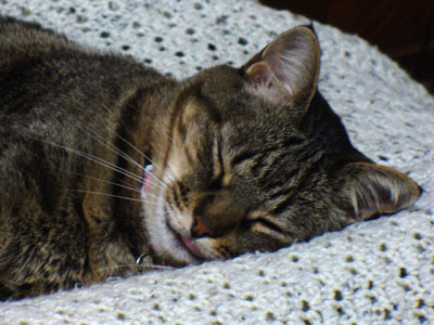 Maggie Sleeping Soundly by Laura Moncur 02-18-07