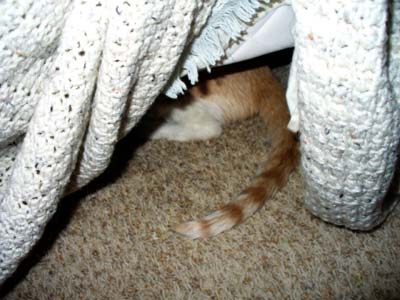 Cat Under Bed