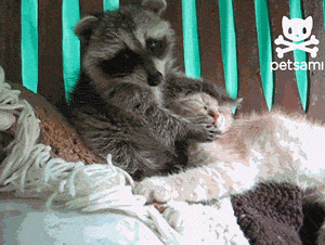 Cute Raccoon Hugging a Kitty