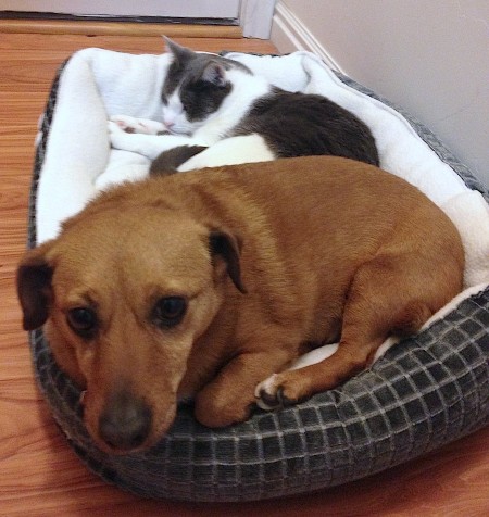 Nina and Elvis love the new dog bed from Pick Me!