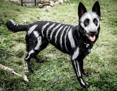 Skeleton Dog for Halloween from Pick Me