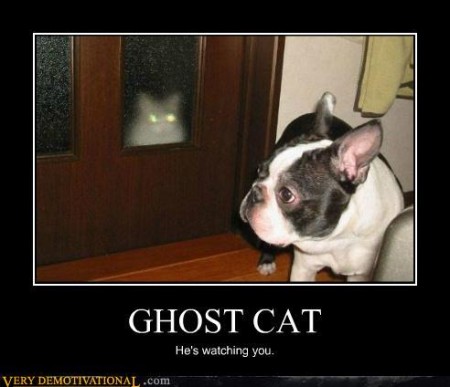 Ghost Cat Is Watching You