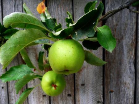 My Neighbor’s Apples by Laura Moncur 07-25-07