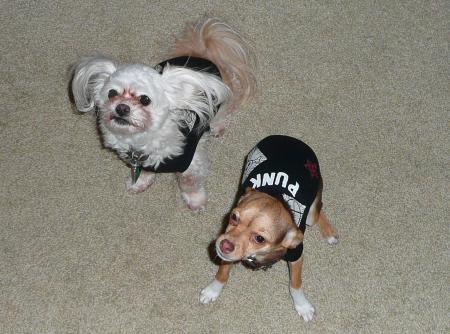 Zadi & Mini love their t-shirts!