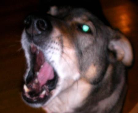 Sid Vicious: Demon Dog