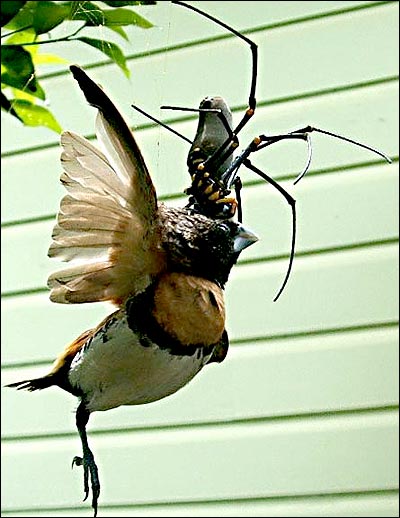 Spider Eating a BIRD!!